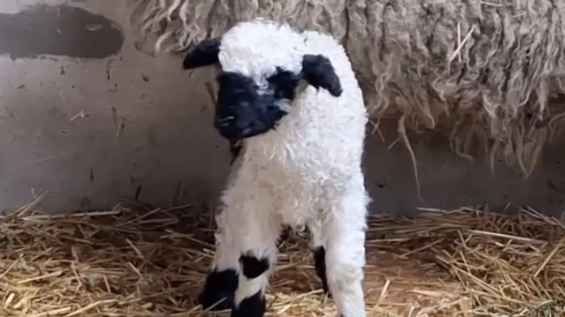 � �������������� ����� �������� ��� ��������� ������� ���������� �������