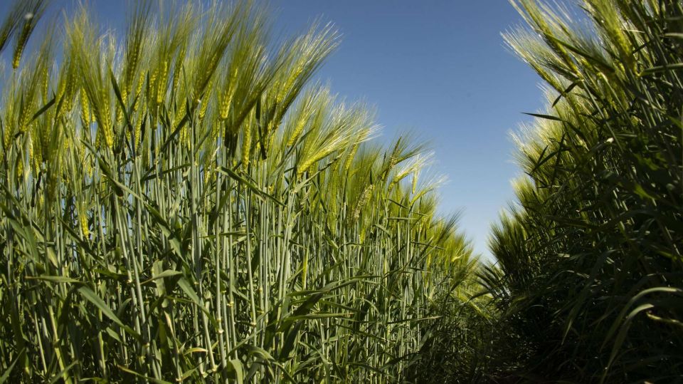 ���� ������� ����� �������� ������� "�����" �������� �������