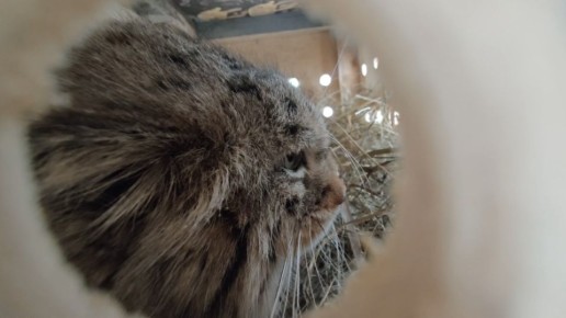 ����� ���� ���� � ��������� ��� �������� �����