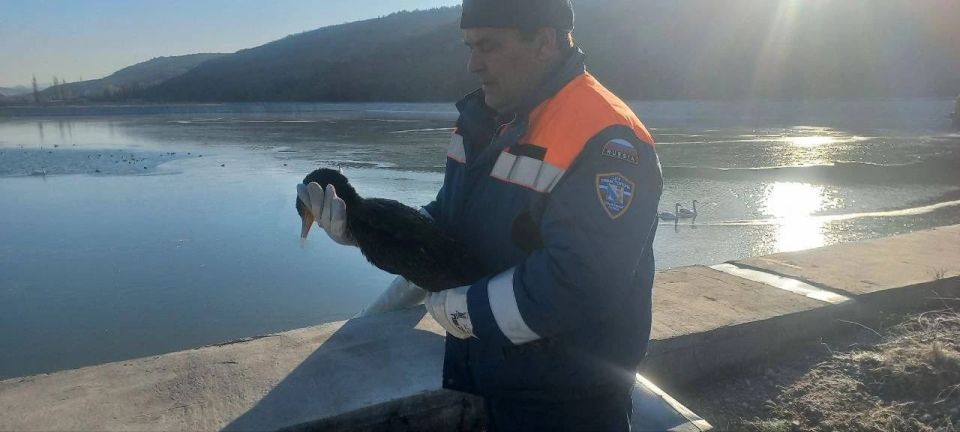 Двух лебедей и баклана спасли на водозаборе в Севастополе