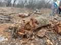 В Мекензевском лесничестве убирают сухую древесину