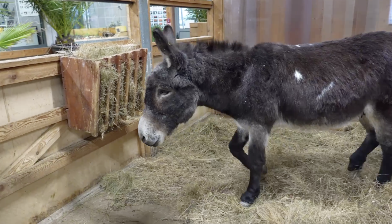 Ослик Жорик, прибывший из зоны СВО, «ушёл на пенсию»