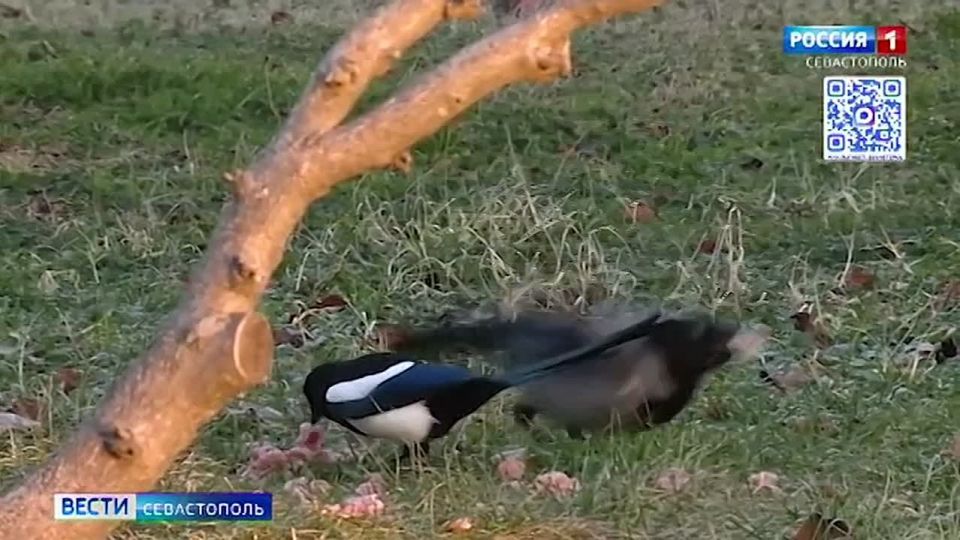 В «Херсонесе Таврическом» с особым трепетом заботятся о потомках тех, кто жил в древнем полисе много столетий назад