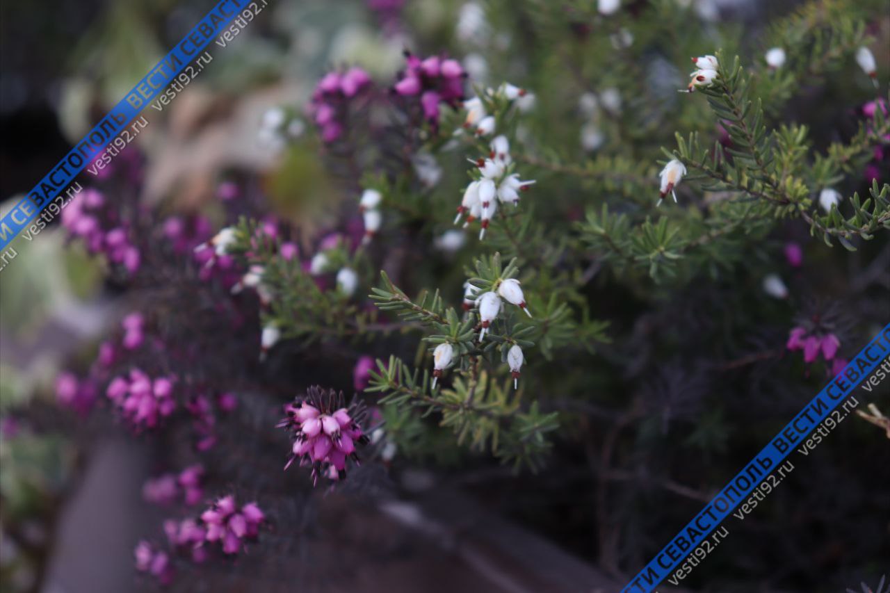 Всю неделю в Севастополе будет тепло!