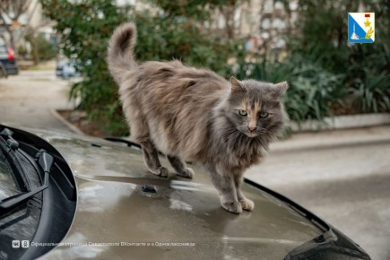 100 питомцев привили специалисты госветслужбы на бесплатной вакцинации