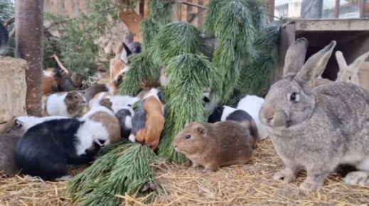 Хвойные – лакомство для животных парка миниатюр в Крыму