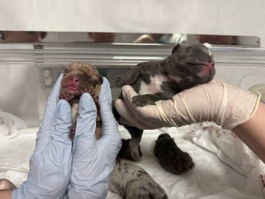 В Севастополе развивается ветеринарная репродуктология и педиатрия: благодаря специалистам госветклиник в 2025 году на свет появилось более 50 щенков