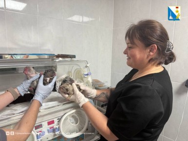 �� ������� ��� ��������������� ���������� ������� ����� 50 ������ �������� �� ����