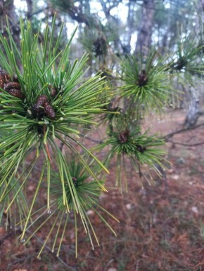 С добрым утром, друзья! В Севастополе сегодня будет по-весеннему тепло