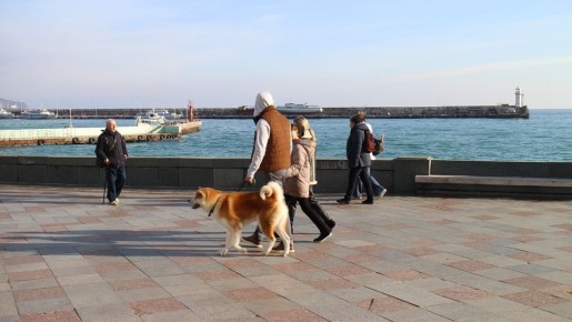 Ялта и Севастополь вошли в топ-10 популярных направлений для отдыха с питомцами в январе