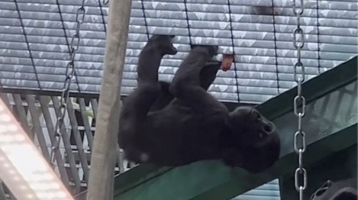 Примат Квито из Московского зоопарка обучается акробатическим трюкам