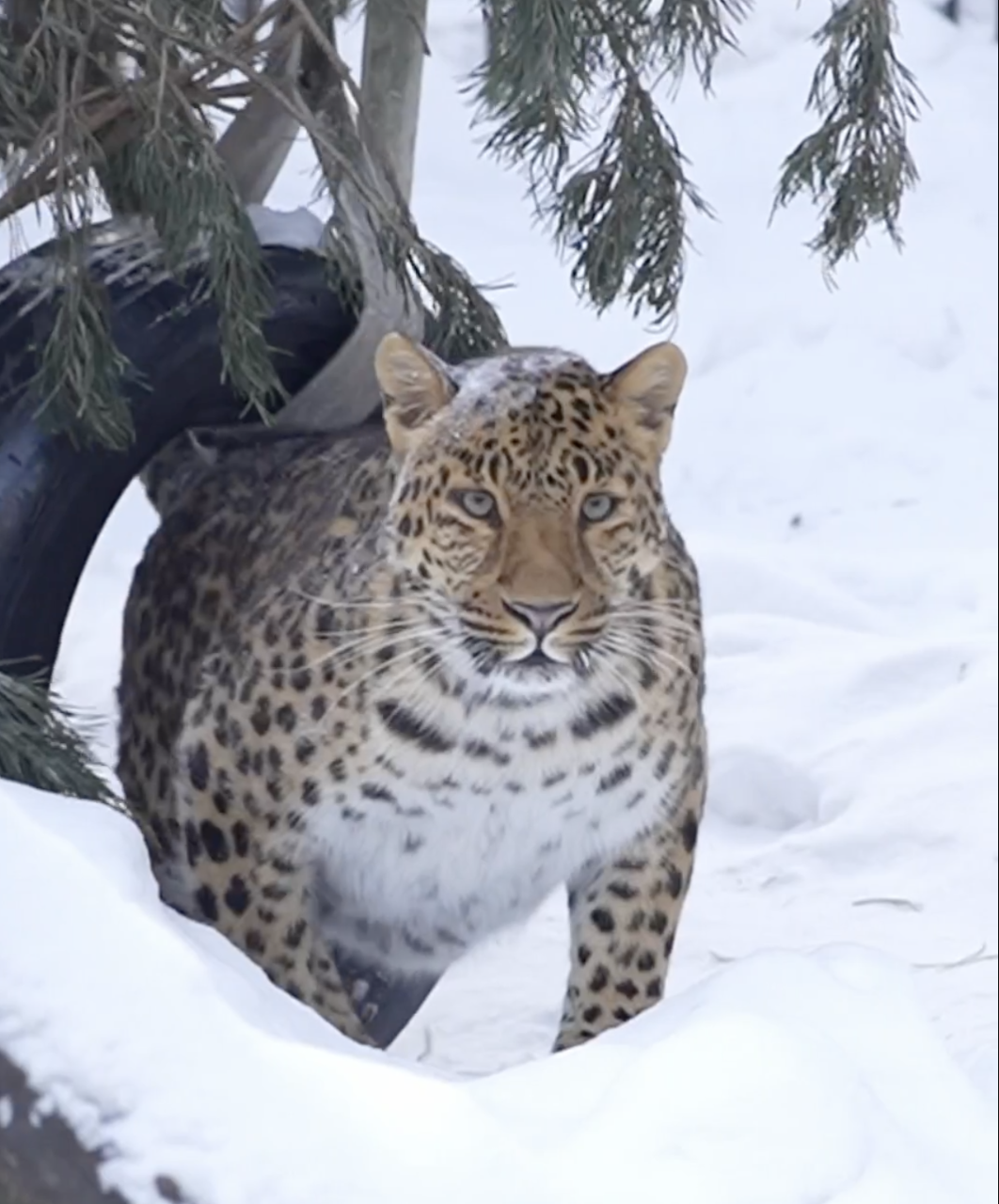 Красавец-леопард наслаждается сибирской зимой