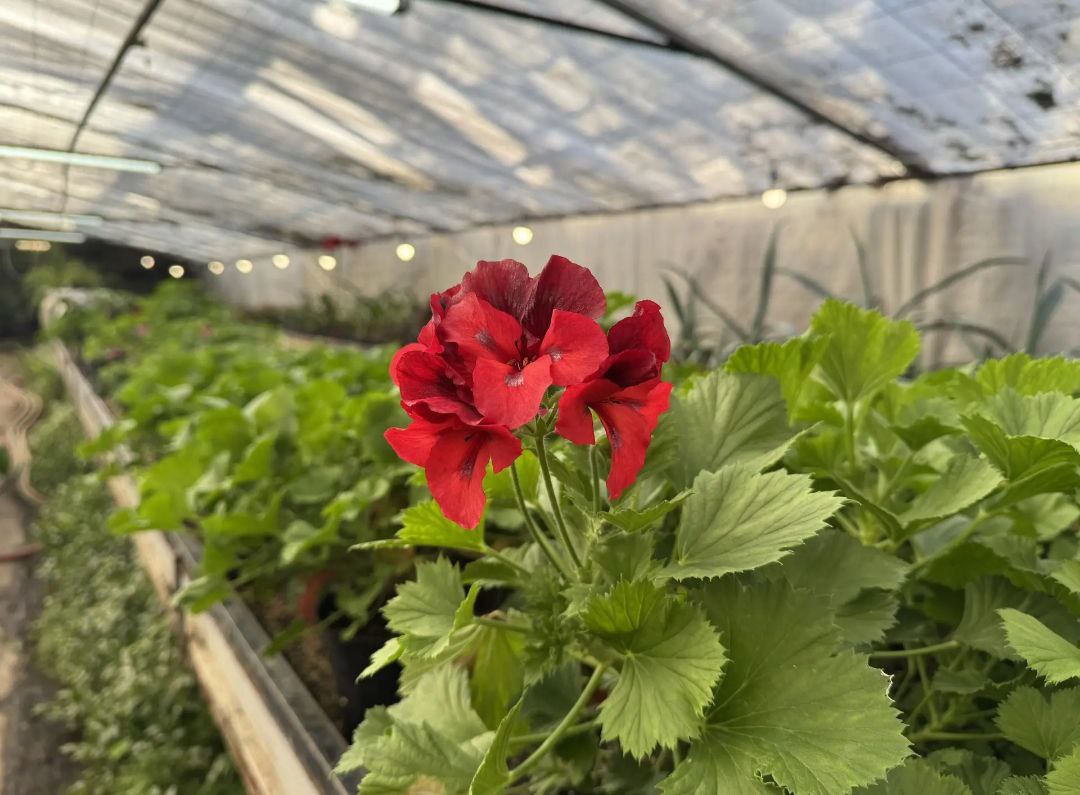 В теплицах «Парков и скверов» приступили к выращиванию летней цветочной рассады