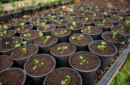 В севастопольских теплицах начали выращивать рассаду для летних клумб