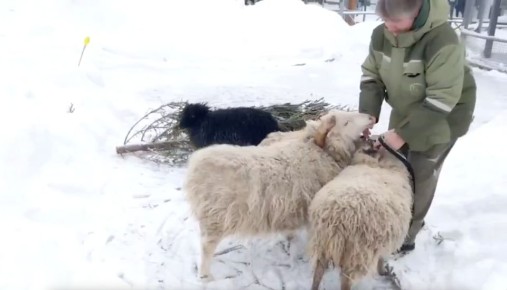В Московском зоопарке овечки учатся ладить с людьми