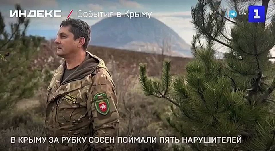 Пять дровосеков-нелегалов поймали лесные инспекторы за рубку сосен в Крыму