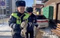 Раненую сову спасли автоинспекторы под Иркутском