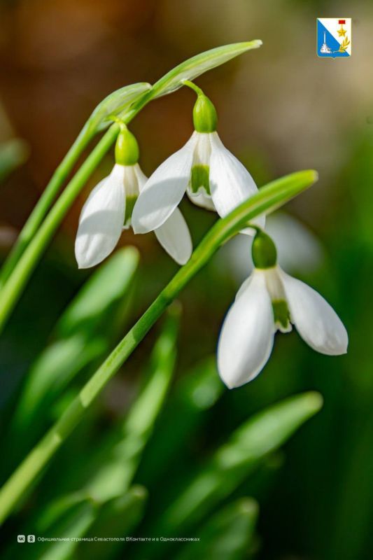 В Севастополе зацвели подснежники