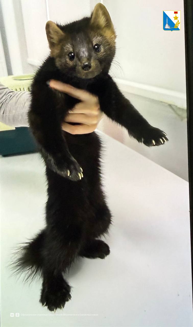 Госветклиники Севастополя в январе помогли 265 питомцам