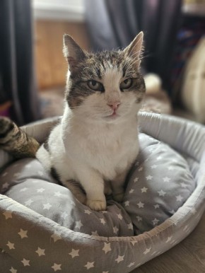 Кошка Муся, пережившая падение со скалы у «Ласточкиного гнезда», номинирована на премию «Мой ласковый и нужный зверь»