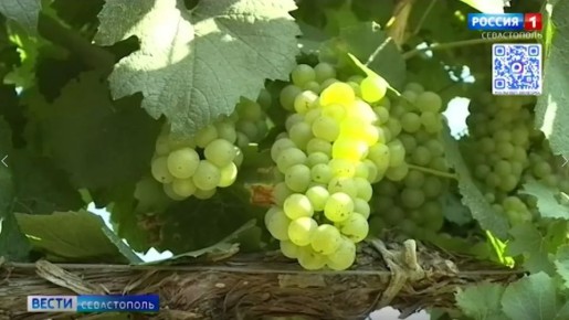 Севастопольские вина признаны одними из лучших на конкурсе в Китае