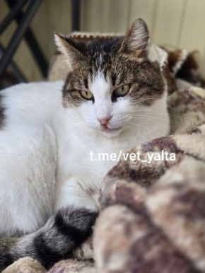 Крымскую кошку Мусю номинировали на международную премию