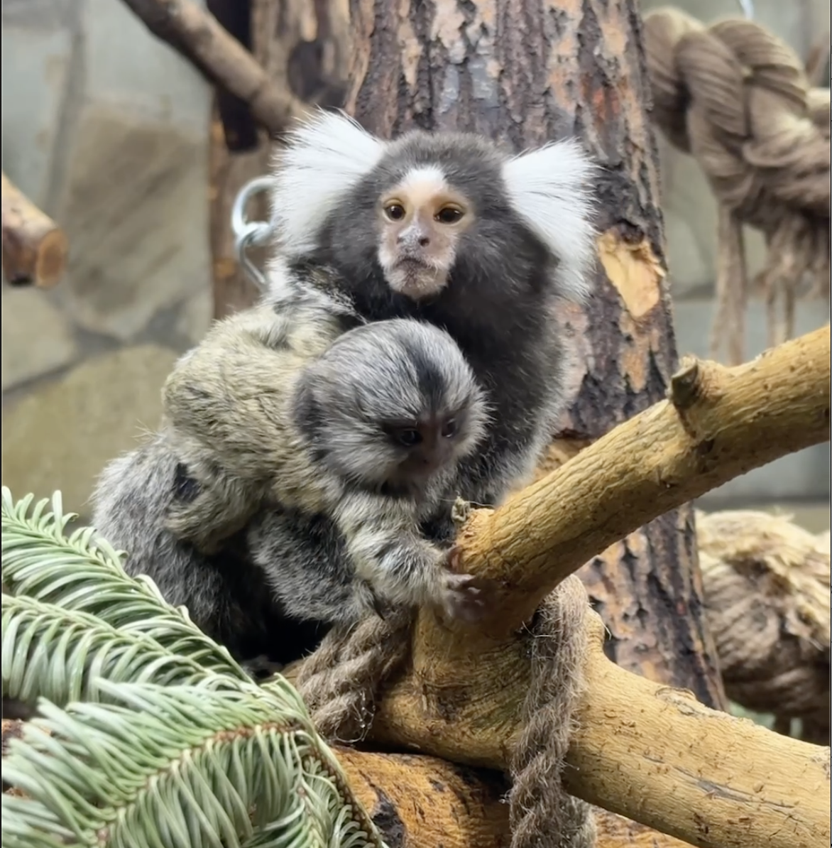 У пары игрунок в Ленинградском зоопарке родился девятый малыш