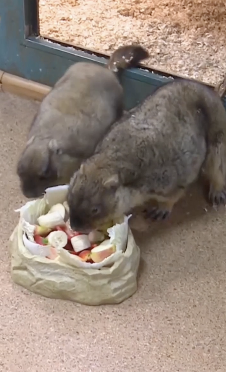 Российские сурки предсказали, какой будет весна