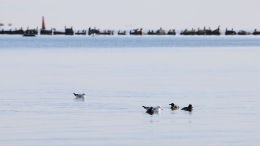 ���: ������������� � ����� �������� ��� �����