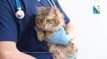 Ветеринары госветклиники Севастополя спасли истощённого кота Тиграна