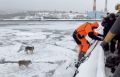 На Камчатке спасли собак, дрейфовавших на льдине