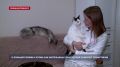 О большой любви к котам: как жительница Севастополя помогает пушистикам