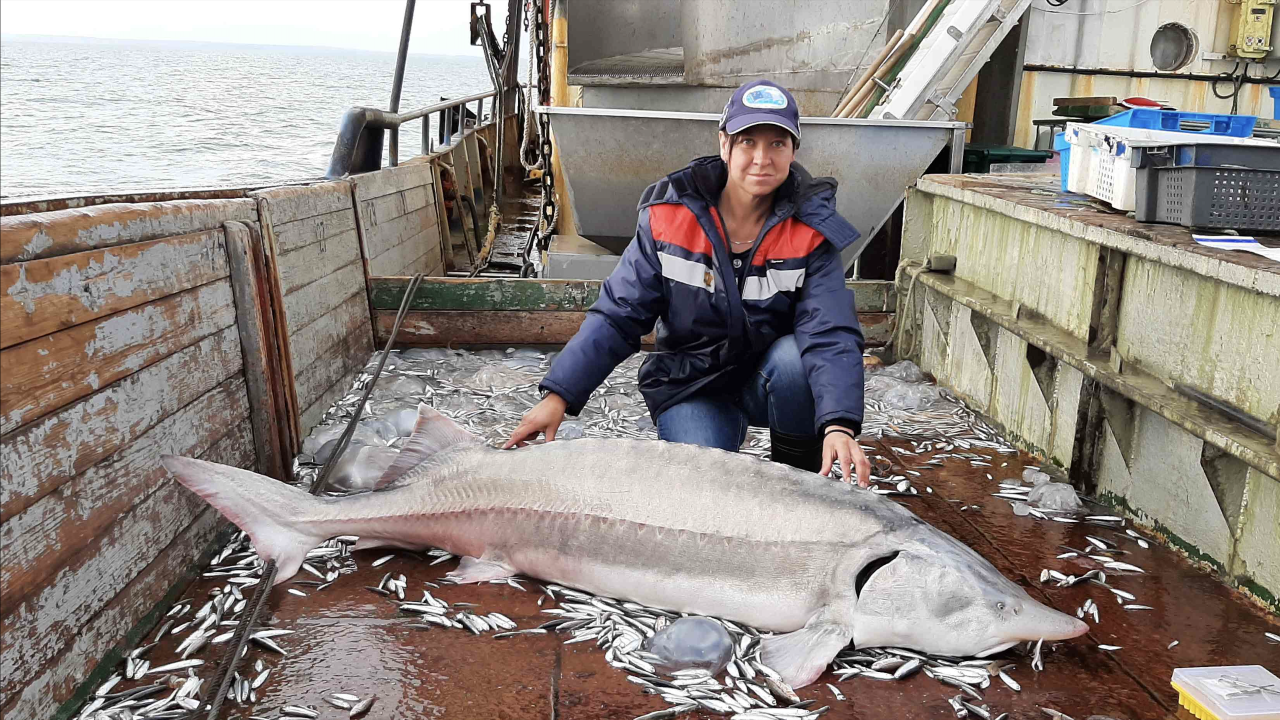 Популяция русского осётра в Азовском море растёт