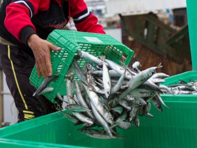Системная поддержка промышленного рыболовства: добыча рыбы в Севастополе в 2025 году выросла почти в полтора раза