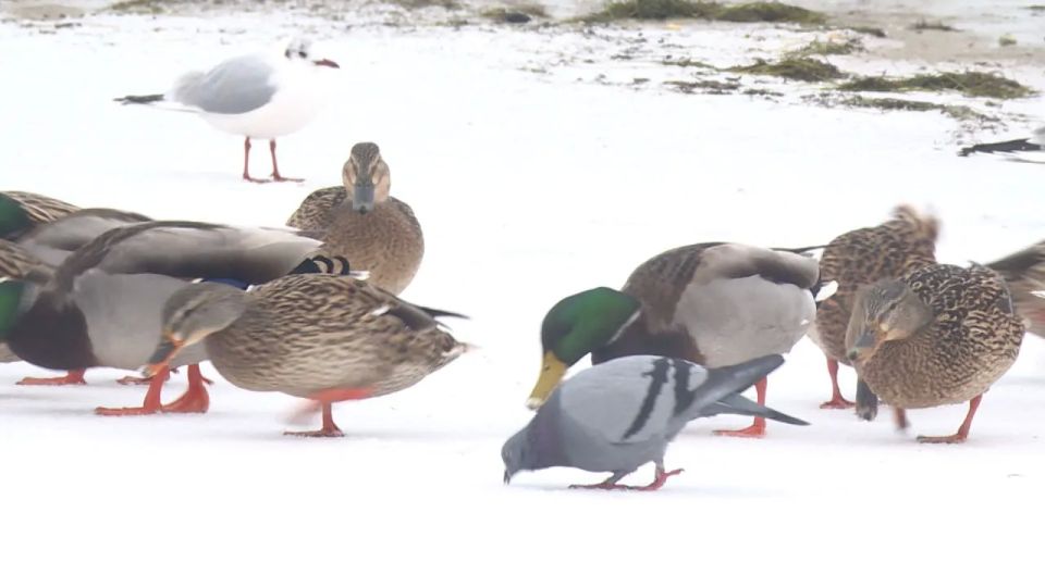 ��� ������ ������ �� ����� ������� �������?