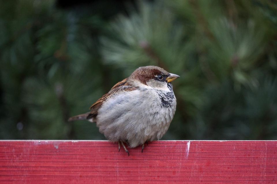 В феврале в России пройдет ежегодная перепись воробьев