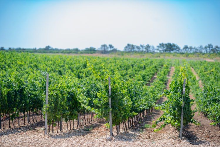 Более 31 миллиона бутылок вина и игристого произвели севастопольские виноделы в прошлом году