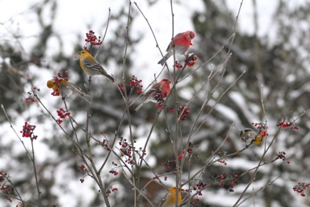 � ������ �������� �����, ������� �� ������ 113 ���