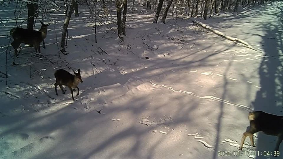 �����������, ������������� � ����� �����������, ������������� ������ �������� ������