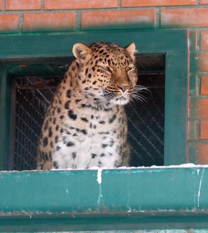 В Московском зоопарке показали редкого леопарда