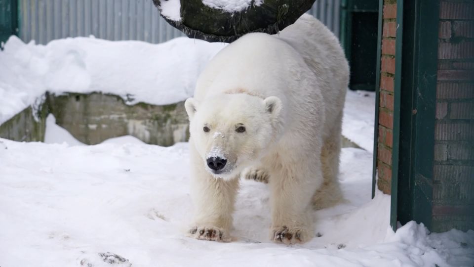 ����� ��������� ����������� � ���������� ��������