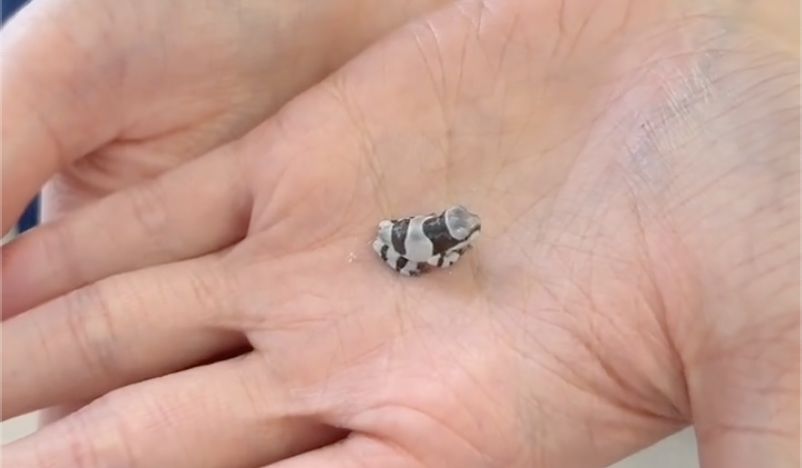 � �������� ���������� ���������� ������ ������-��������