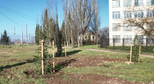 146 деревьев высадили на улице Семипалатинской в Севастополе