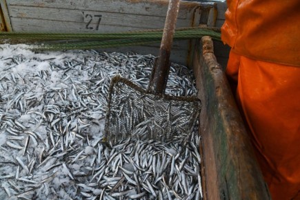 ������ ����������� ����������� ������� ������