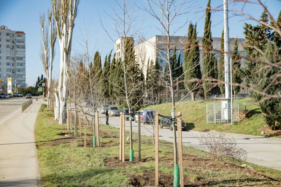 В Севастополе озеленяют улицы