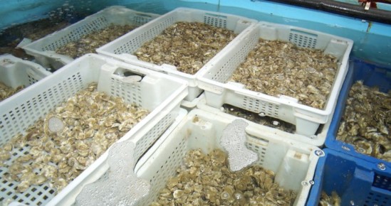 На развитие аквакультуры можно получить субсидию