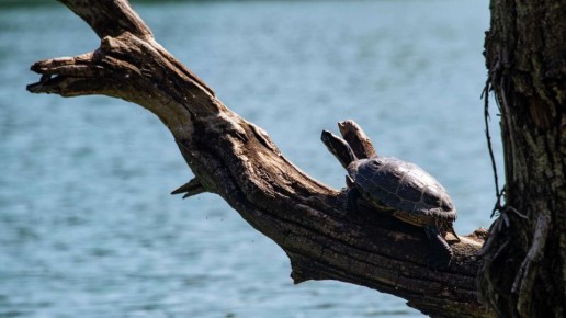 ����� ������������� ��� ������ ������ ����� � ������ �� ���� �������