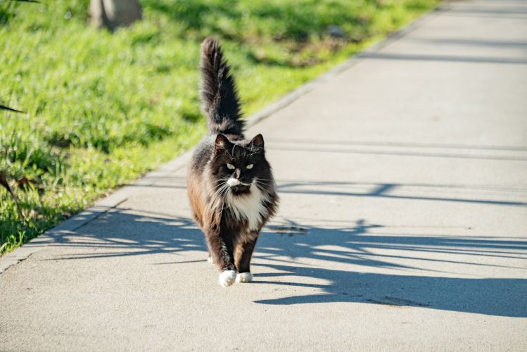 За выходные ветеринарные специалисты привили более 150 животных