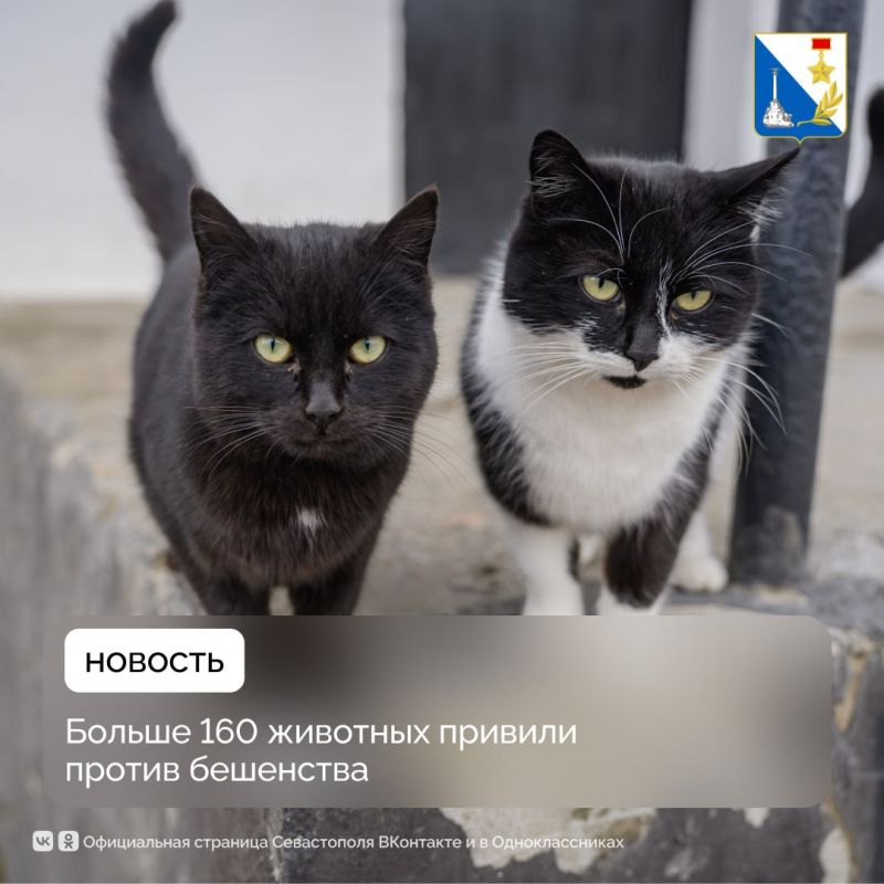 Ещё 162 питомца привила госветслужба Севастополя против бешенства