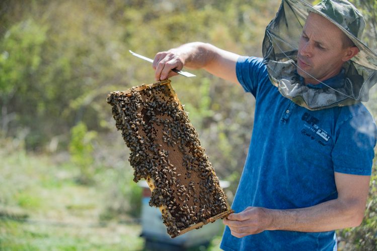 В Севастополе принимают заявки на господдержку пчеловодства
